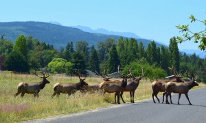 Lori Christie Elk